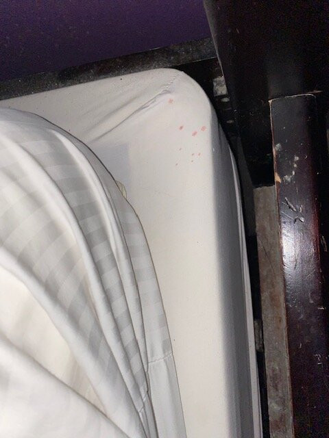 La Quinta Inn & Suites by Wyndham Alamo - McAllen East主图