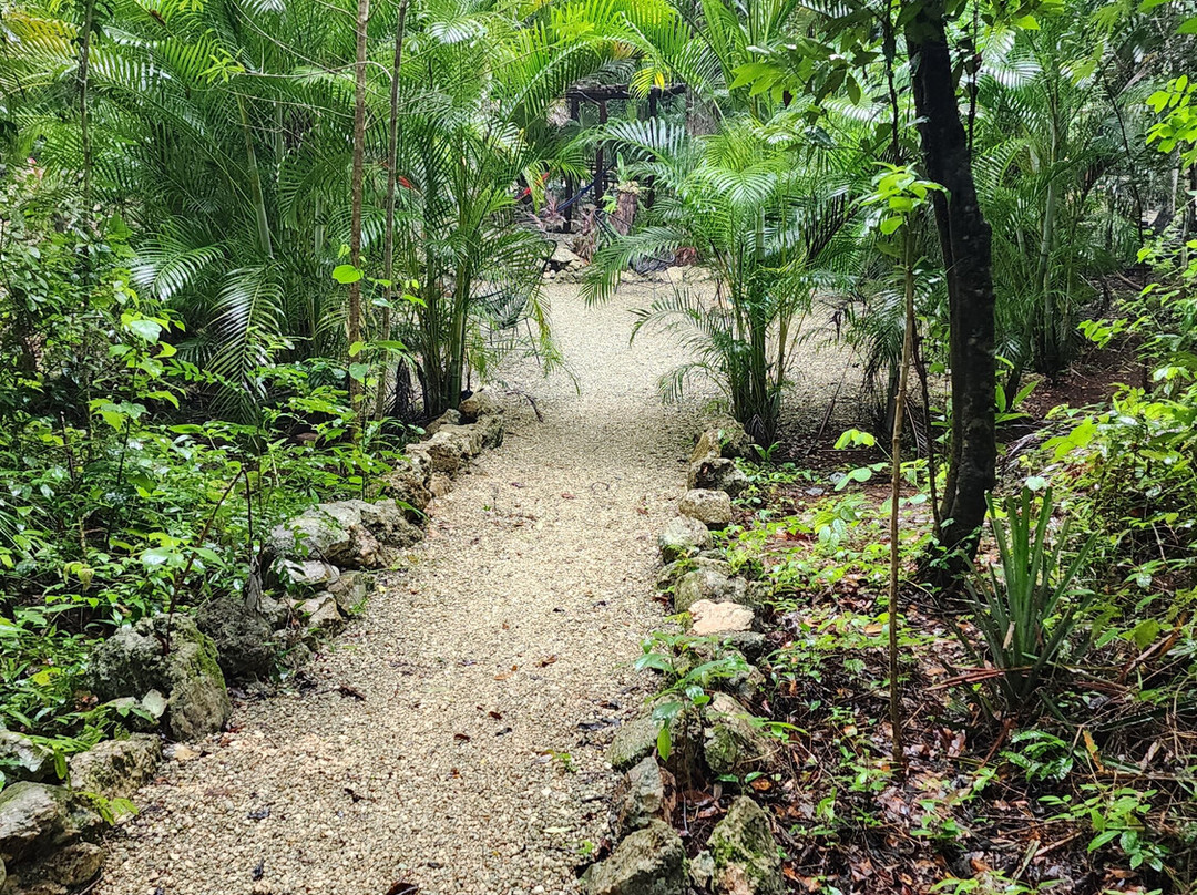 Cenote Elvira - Nature Sanctuary-从莫雷洛斯港必去景点