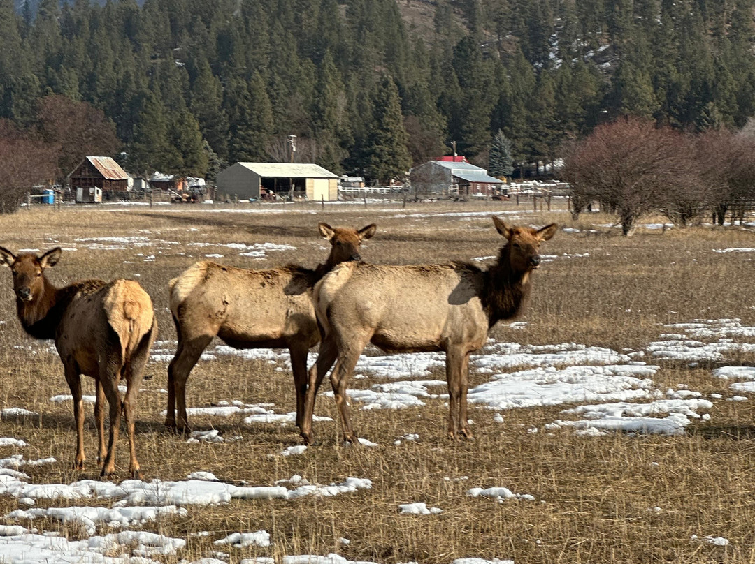 Idaho Sleigh Rides景点图片