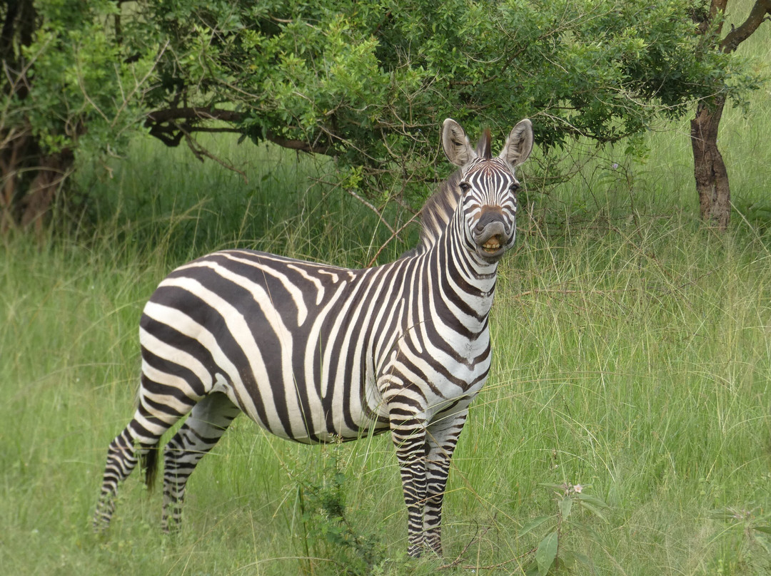 Gorilla Riddles-坎帕拉必去景点