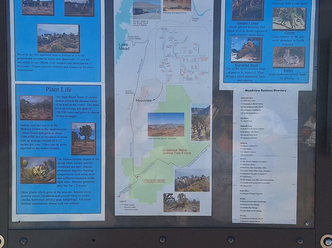 Grapevine Mesa Joshua Trees-Meadview必去景点