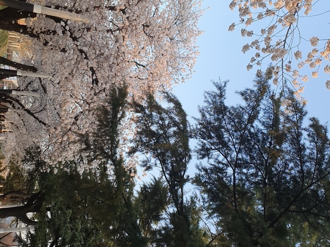 Yeungnam University Love Road-庆山市必去景点