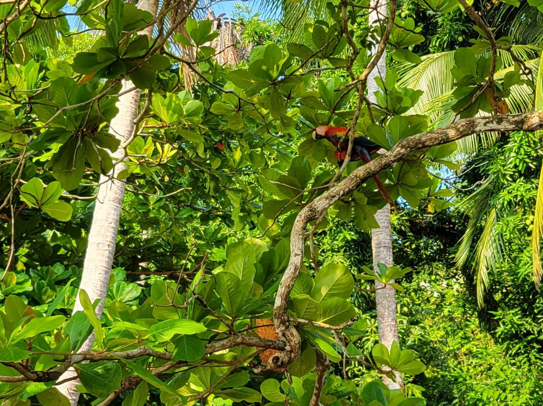 Hotel Jinetes de Osa主图