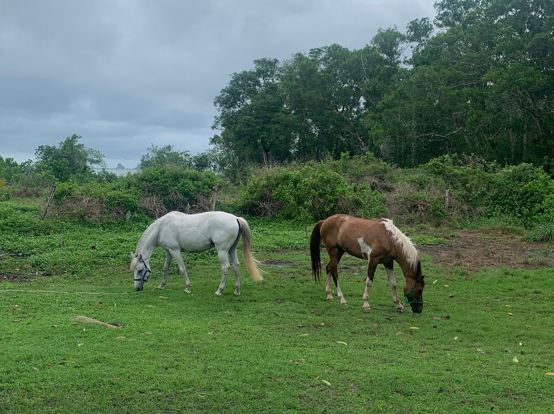 Krabi Nature Horse Riding-奥南必去景点