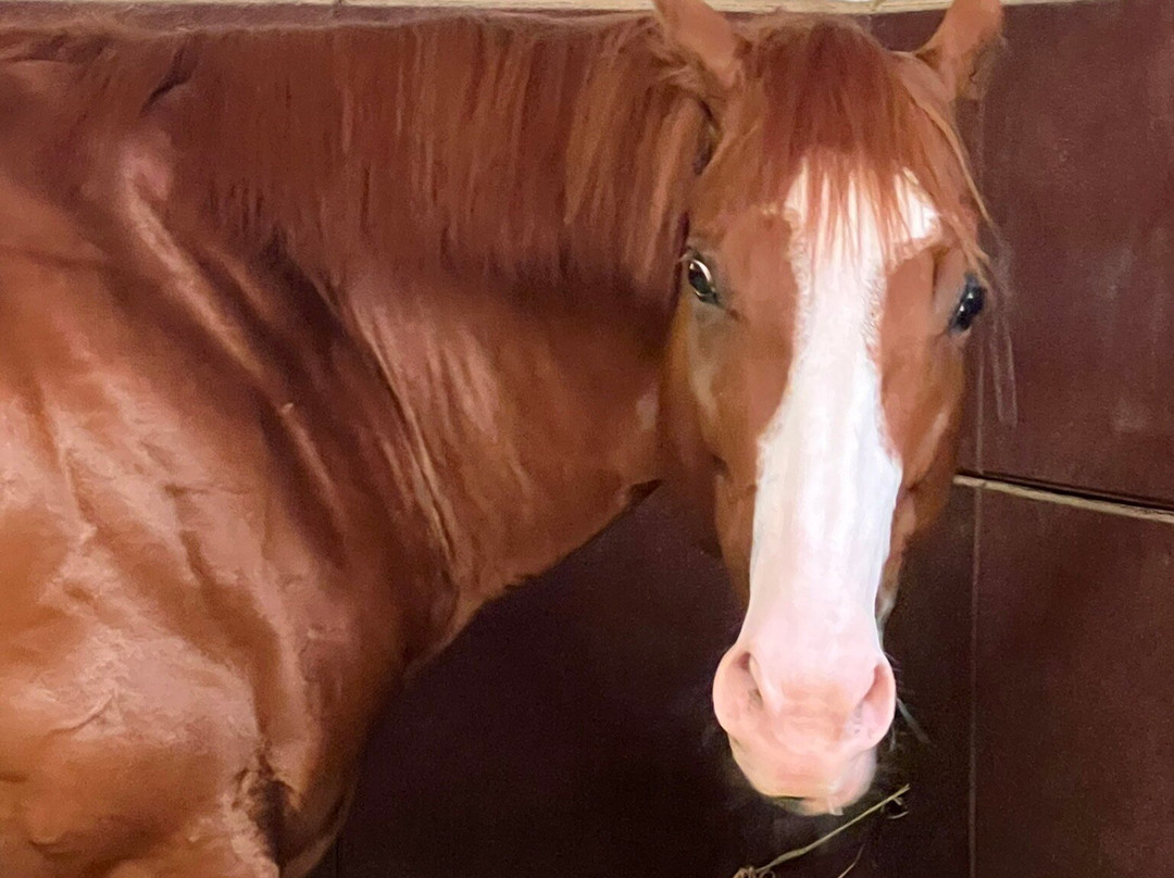 Coolmore America - Ashford Stud-Versailles必去景点