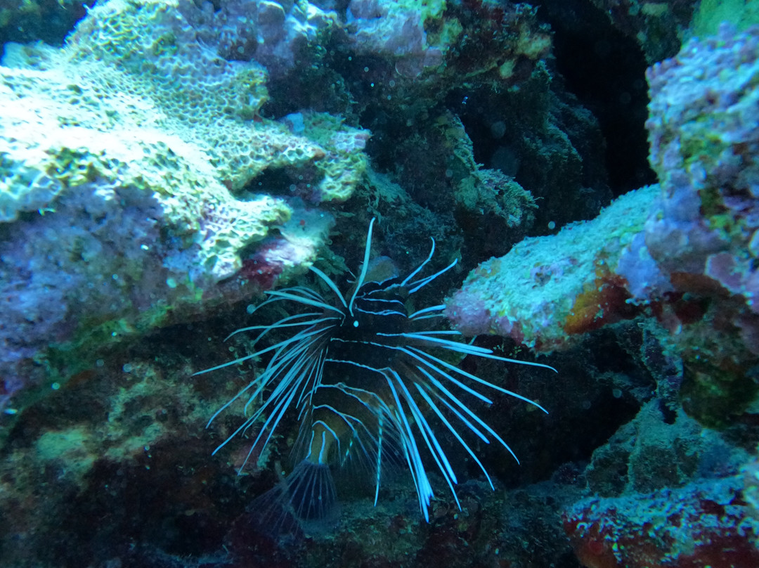Seashell Sudan-Port Sudan必去景点