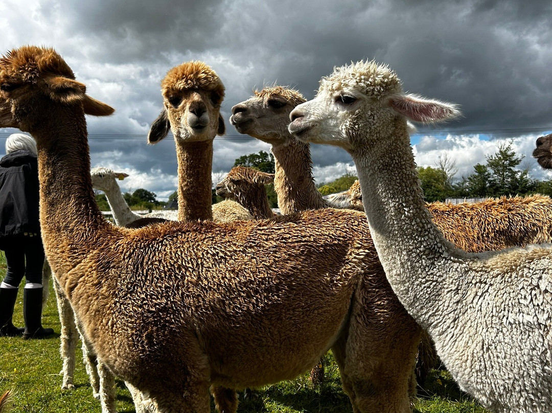 Lane House Alpaca Farm-切本哈姆必去景点