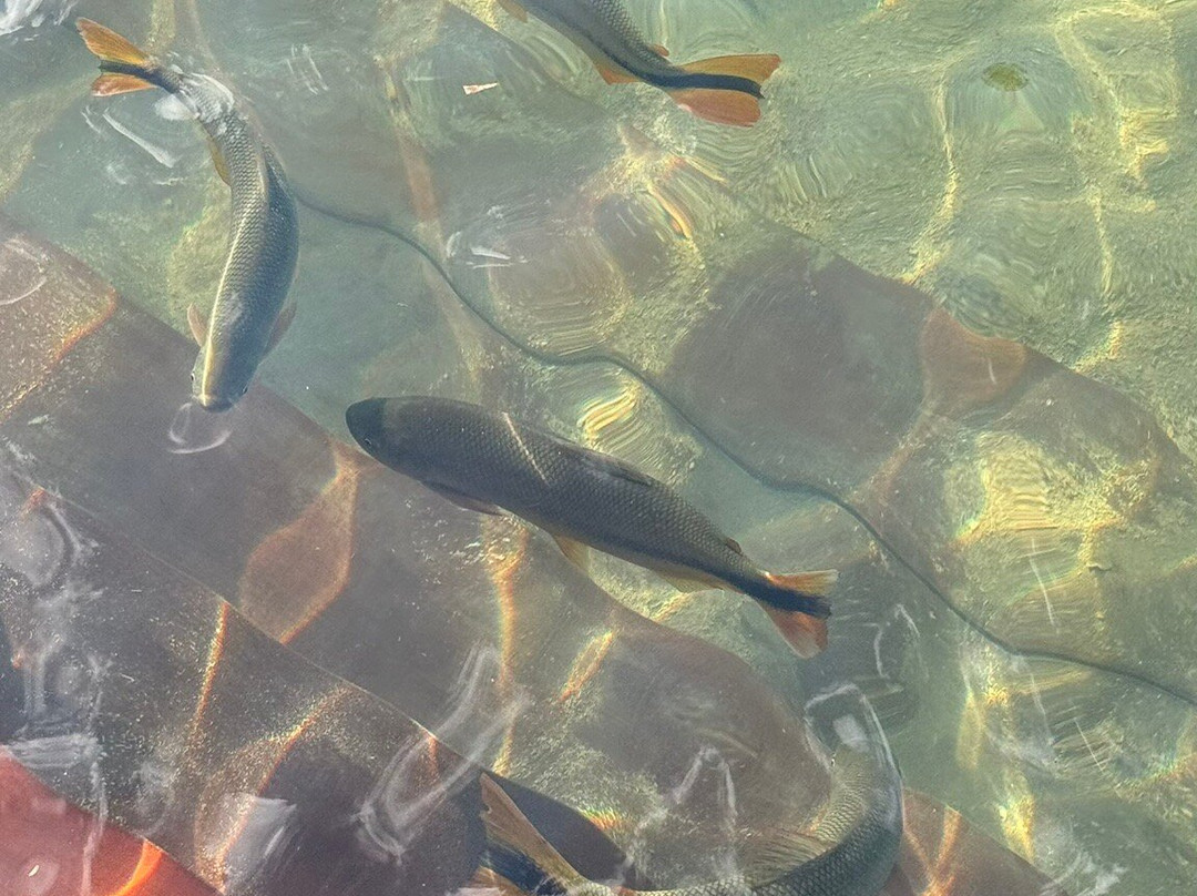 Aquário de Bonito-博尼图必去景点