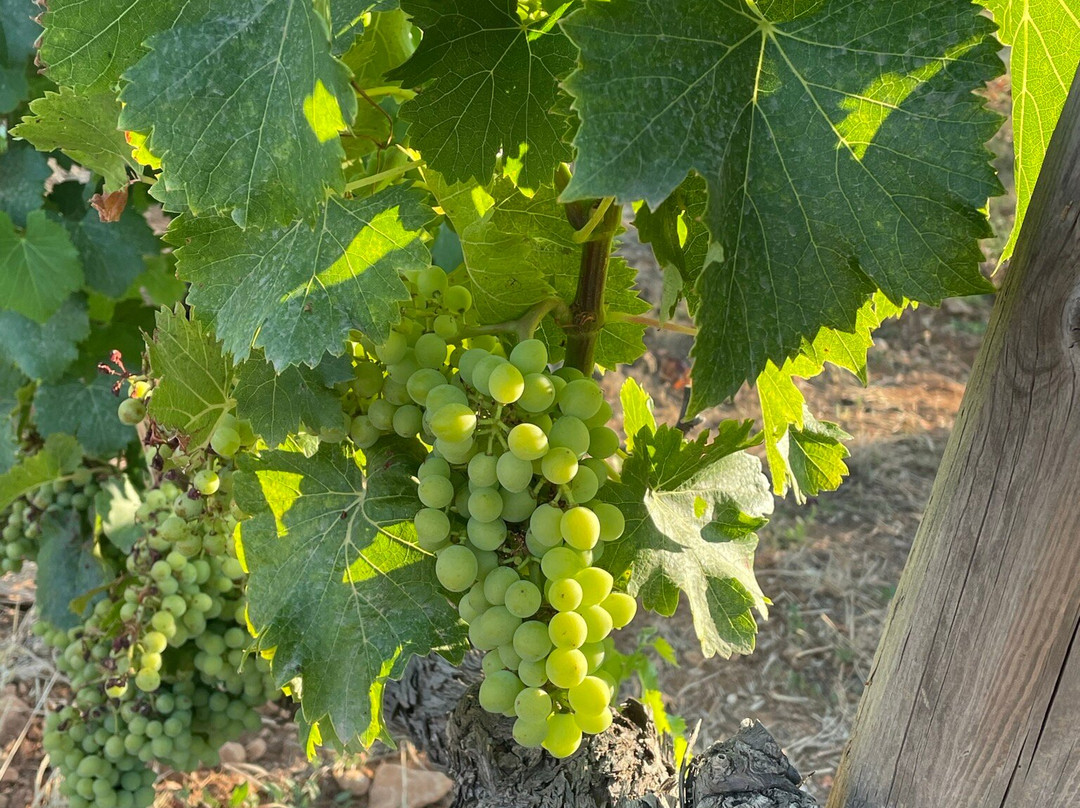 Domaine Rabiega主图