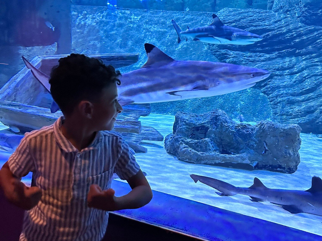 Sharjah Aquarium景点图片