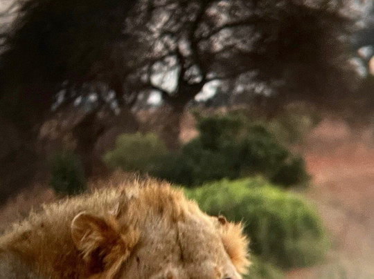 Sogno Kenya con Lorenzo di Andre-瓦塔木必去景点