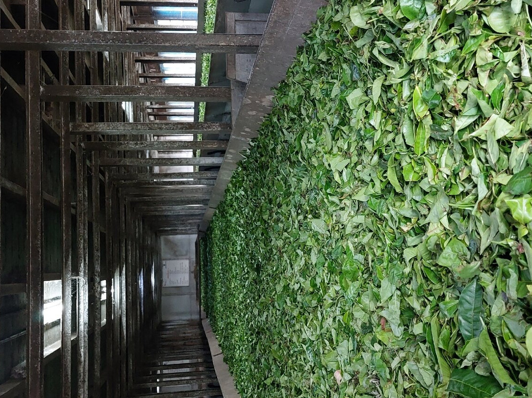 Lockhart Tea Tourism-Devikulam必去景点