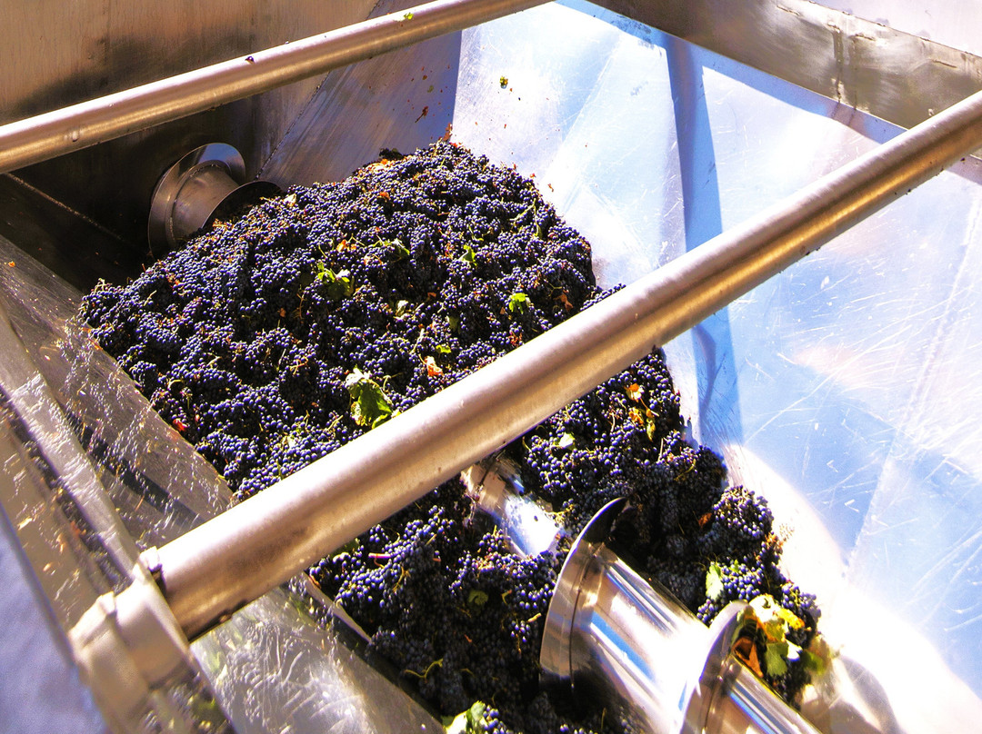 Bodega Vinos Jeromin景点图片