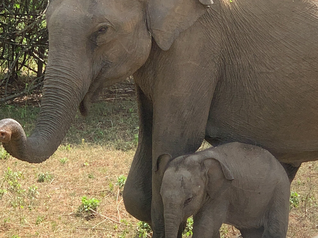 Udawalawa Wild Way Safari Tours-Kirindiwela必去景点