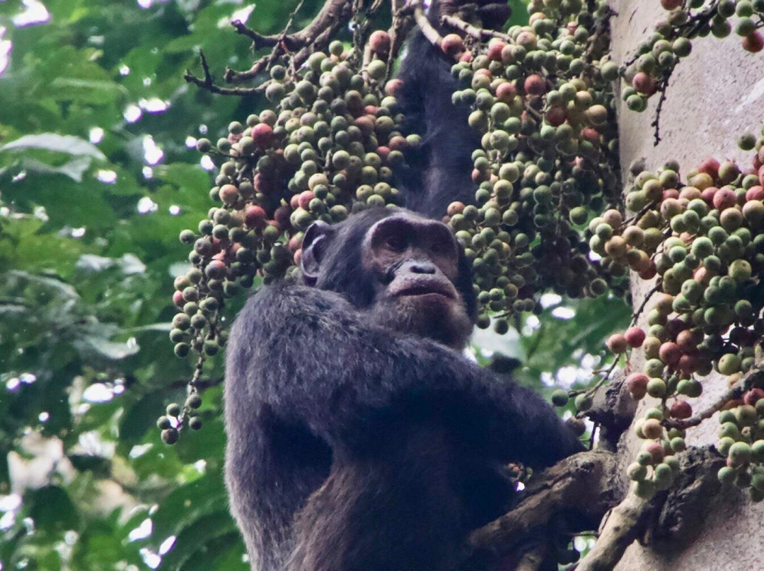 Rwizi Africa Expeditions-坎帕拉必去景点