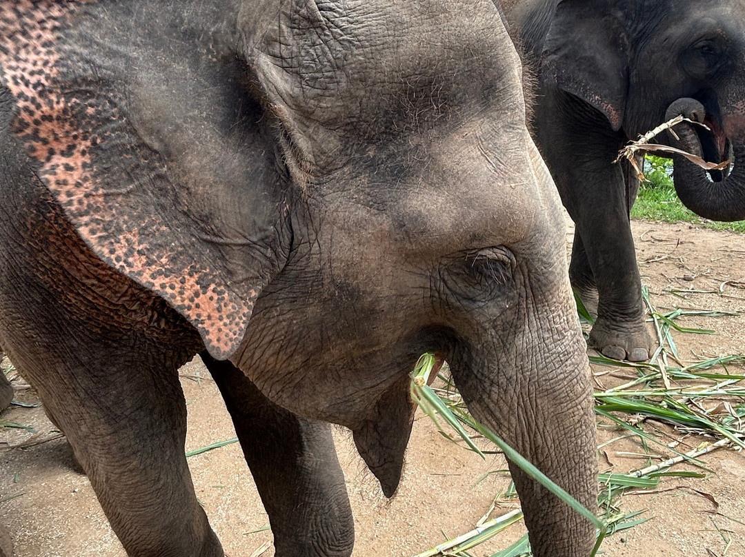 Bangkok Elephant Care Sanctuary景点图片