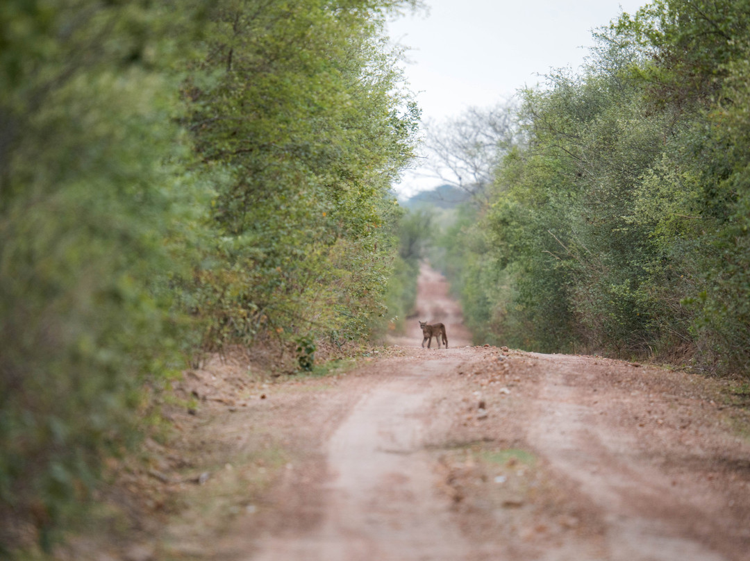 Kaa-Iya National Park-圣克鲁斯省必去景点