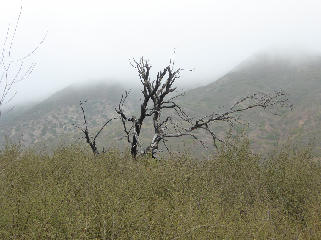 Zuma and Trancas Canyons-马里布必去景点