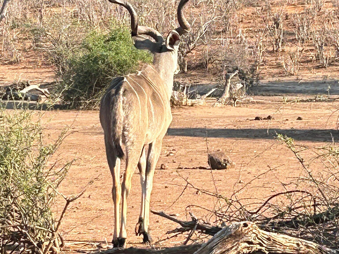 Chobe Day Trips景点图片