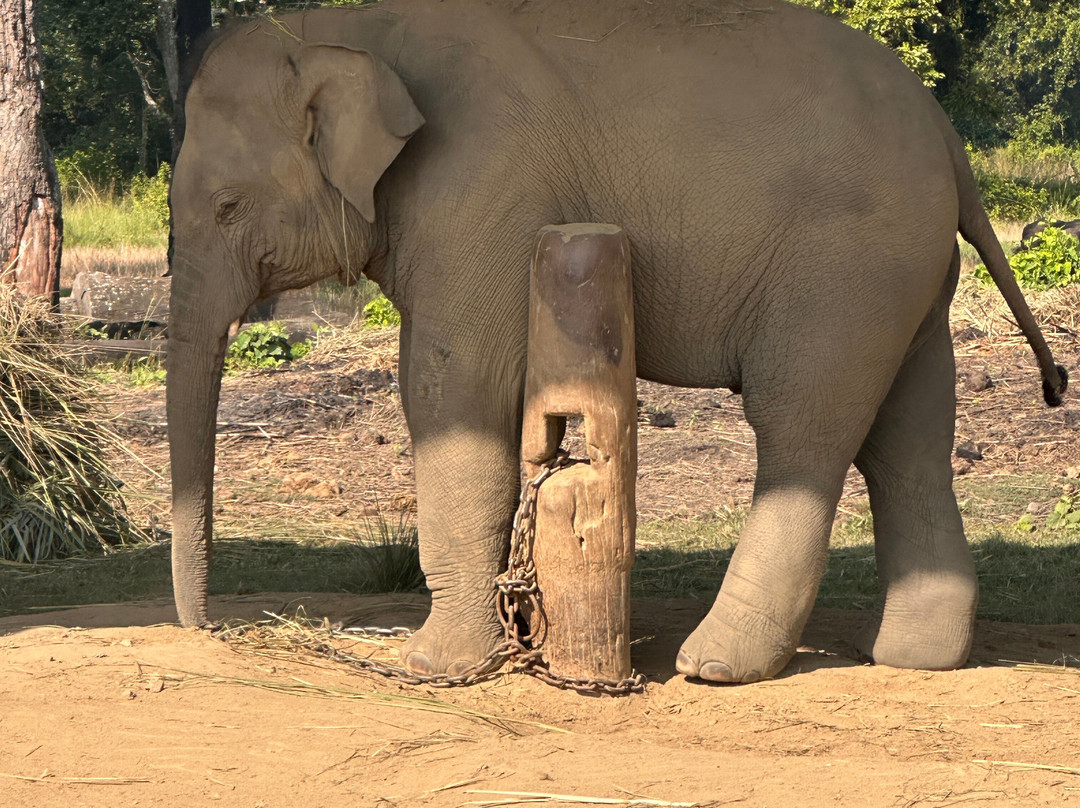 Elephant Breeding Centre-苏拉哈必去景点