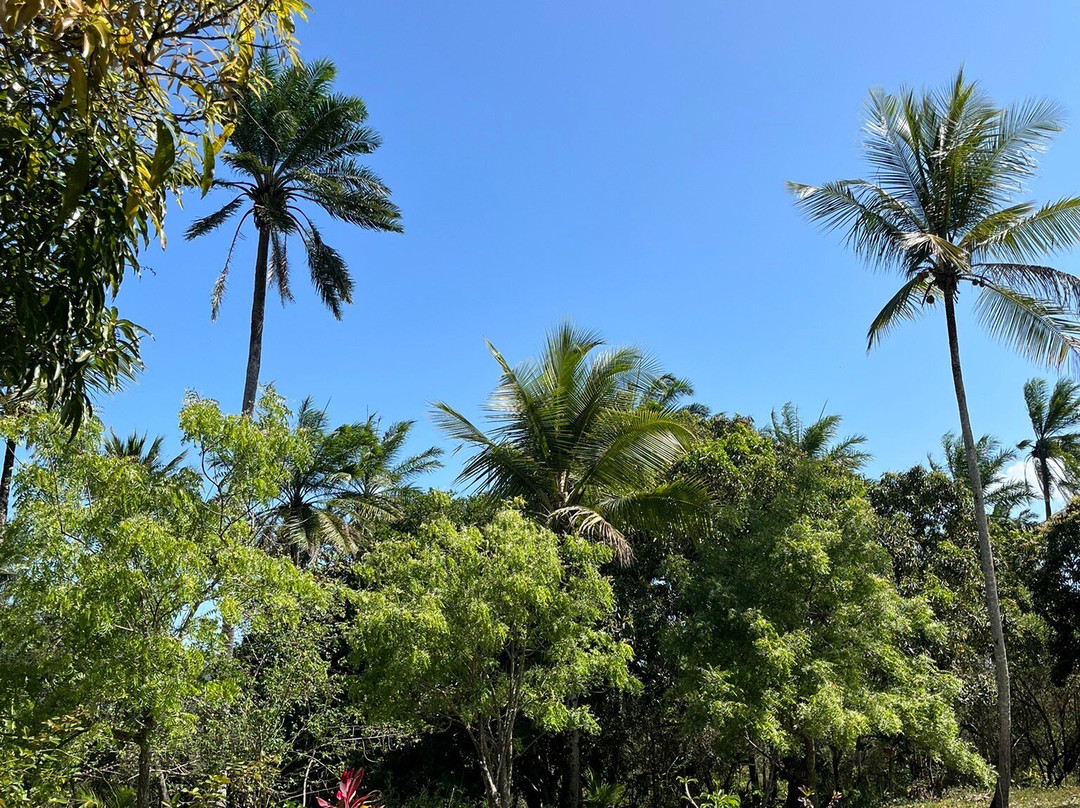 Fazenda Cassinum景点图片