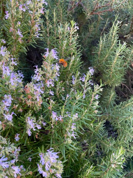 La Rocca delle Pigne-官方