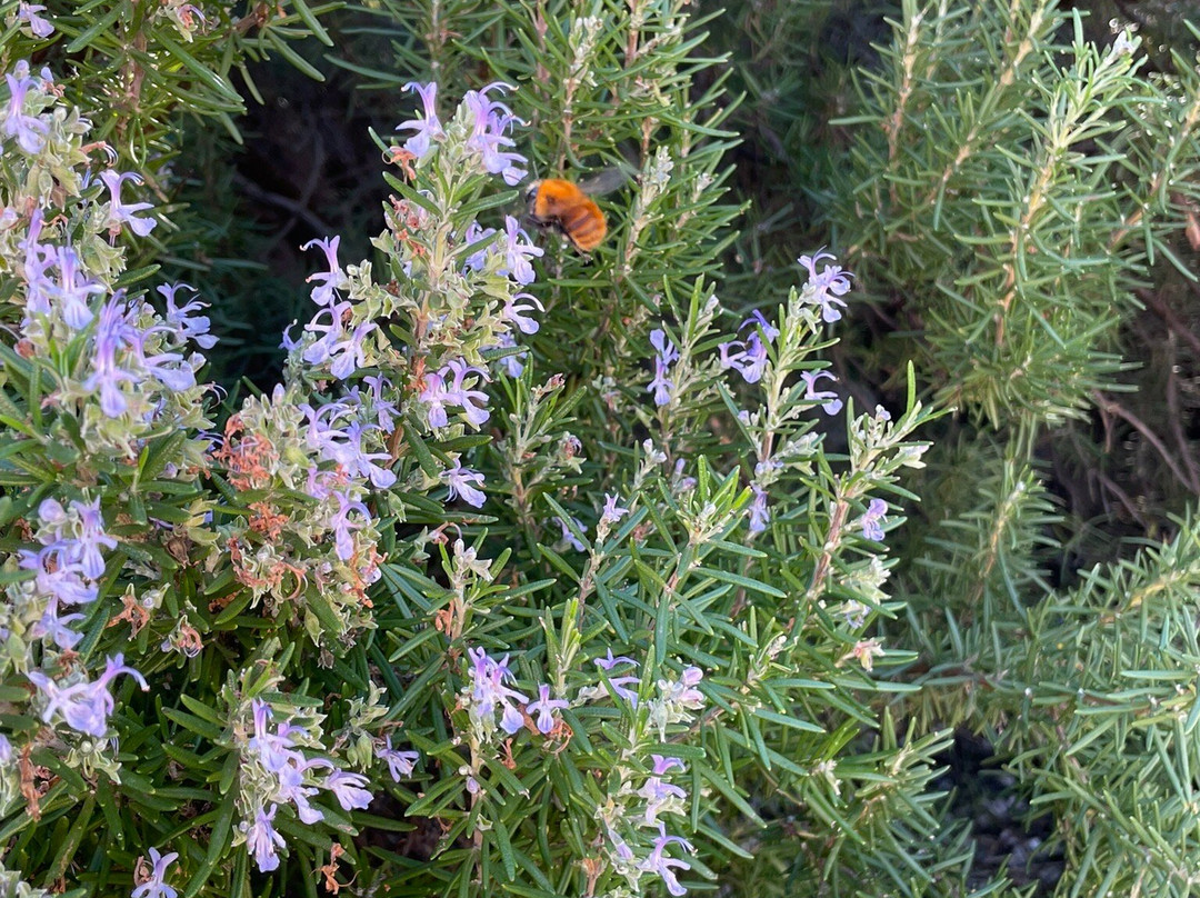 La Rocca delle Pigne主图