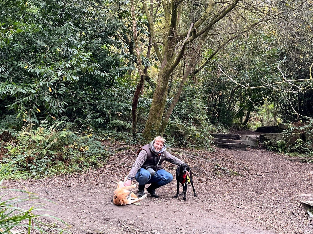 Penllergare Valley Woods景点图片