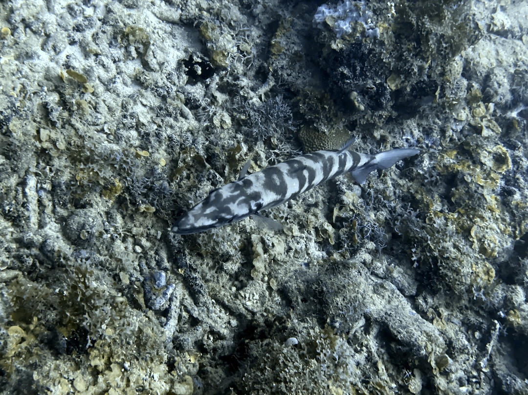 Native Spirit Scuba景点图片