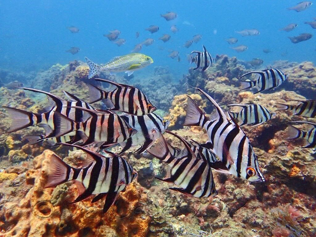 Adelaide Scuba景点图片