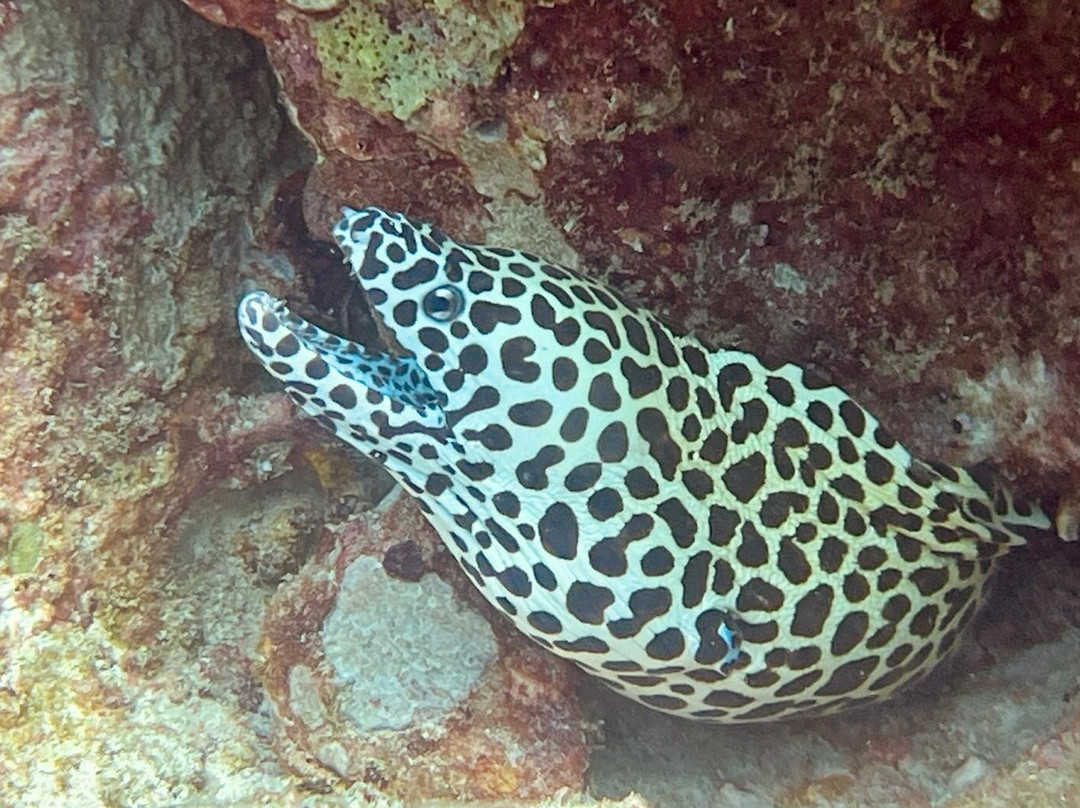Equinoxe Ecole Seychelloise de Plongee景点图片