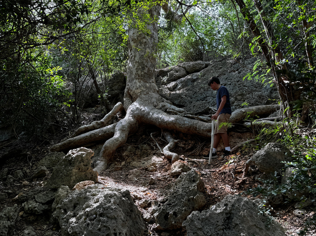 Bosque Estatal de Guánica景点图片