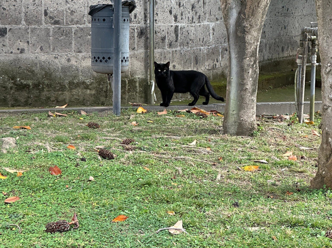 Museo Archeologico George Vallet-Piano di Sorrento必去景点