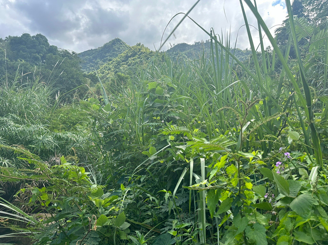 Toro Negro State Forest-波多黎各必去景点
