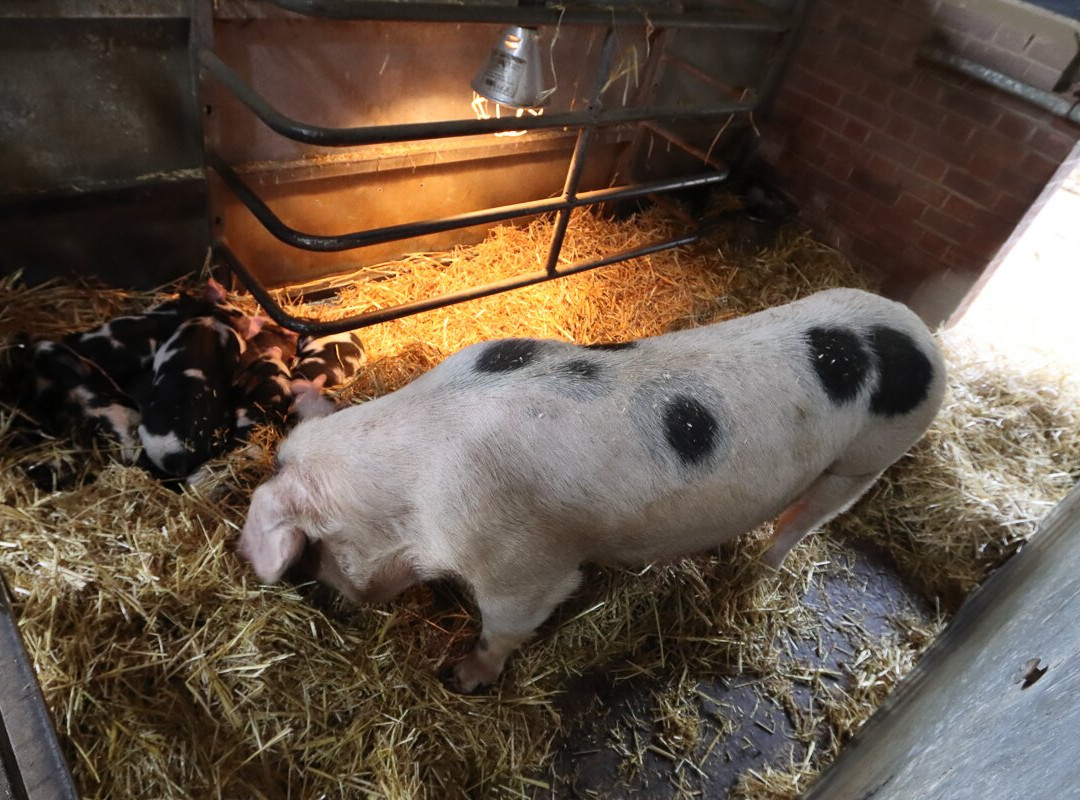 Wimpole Home Farm景点图片