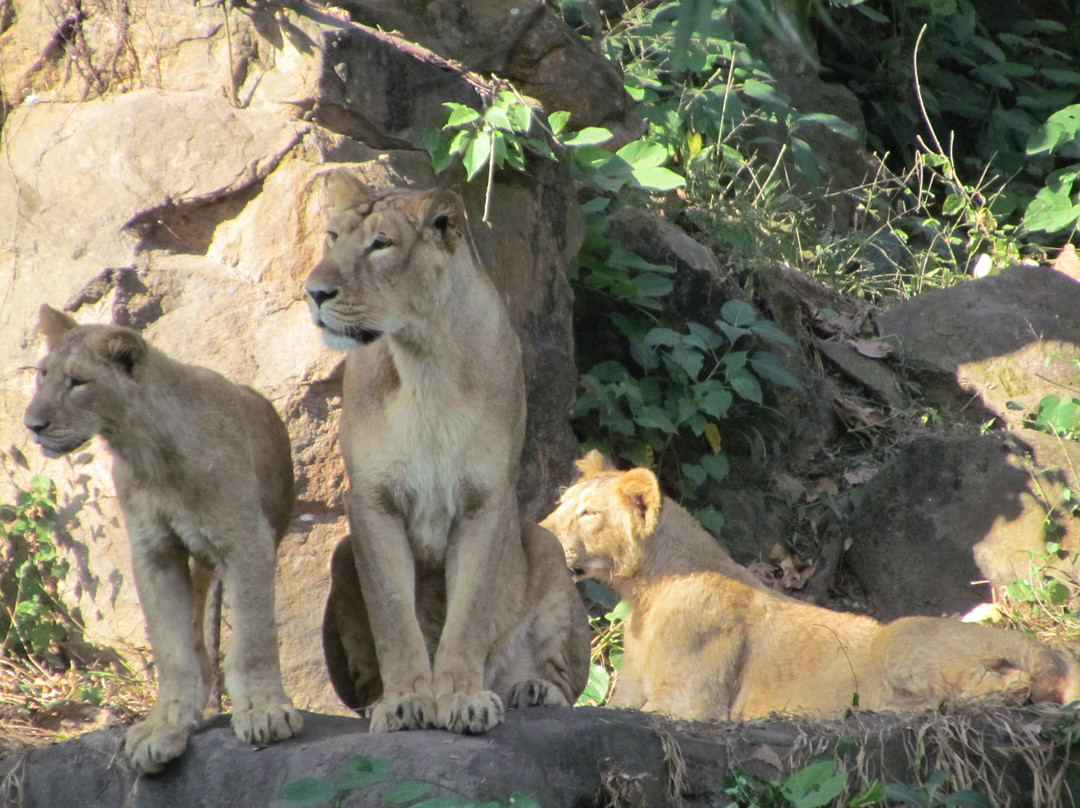 Assam State Zoo and Botanical Garden景点图片