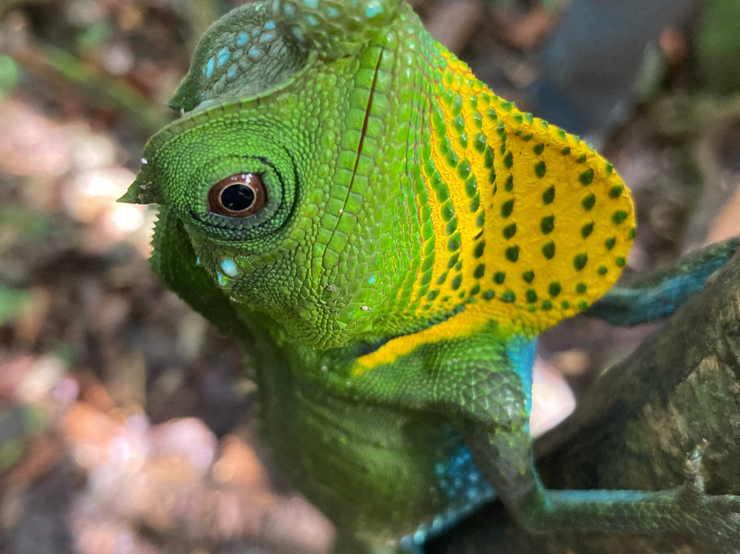 Dala's Tours-Deniyaya必去景点