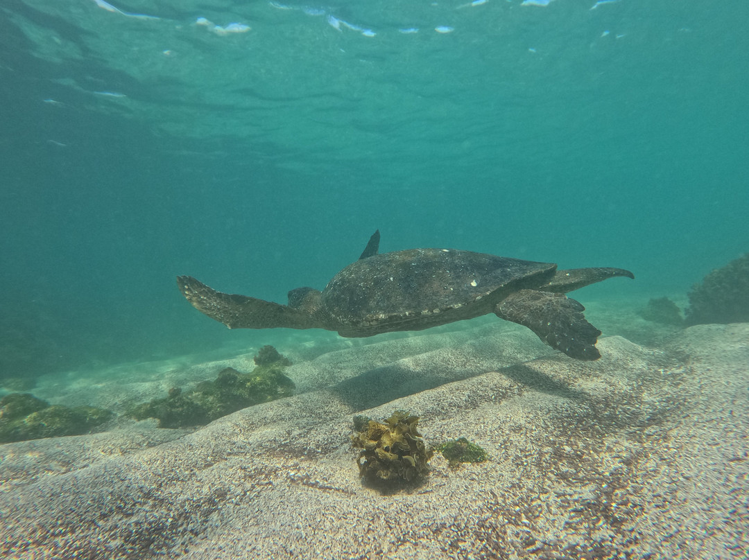 Cruise In Galapagos-阿约拉港必去景点