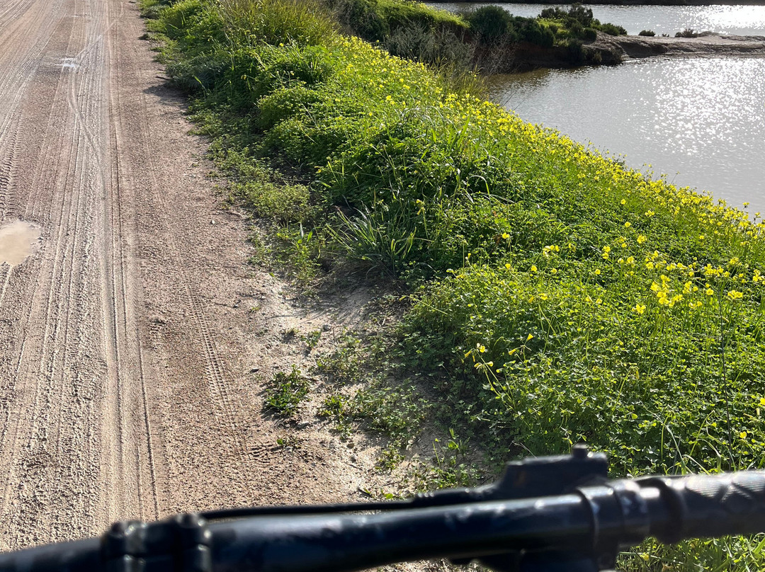 SeaHorse BikeRental景点图片