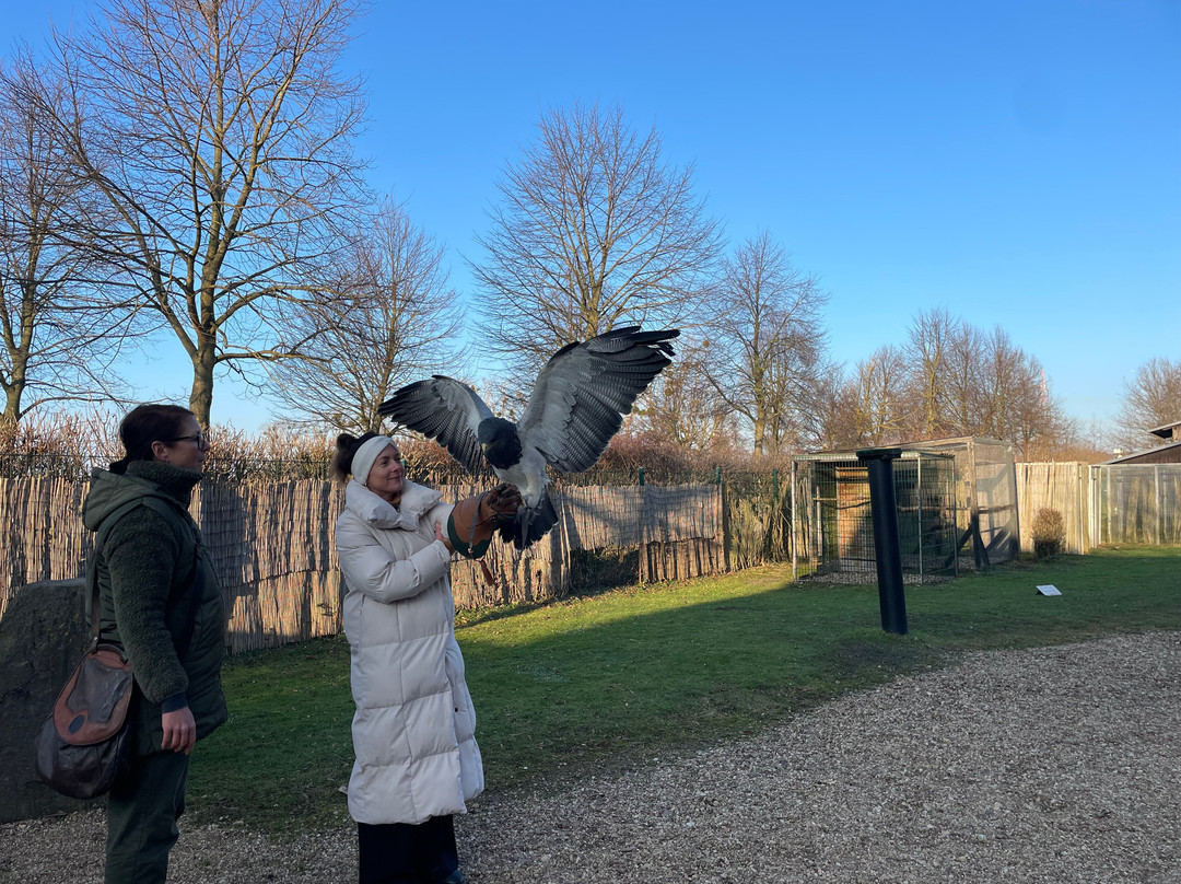 Falknerei Pierre Schmidt