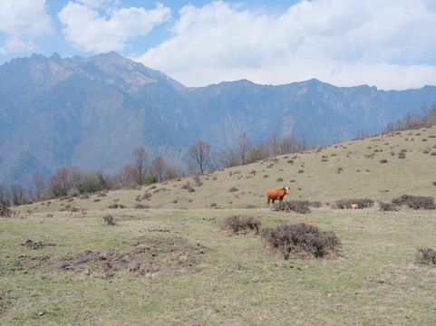 Lion Adventure China-成都必去景点