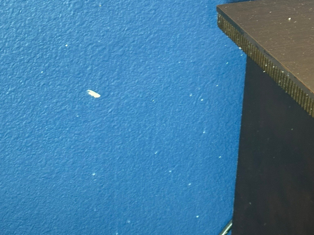 La Quinta Inn & Suites by Wyndham Alvin主图