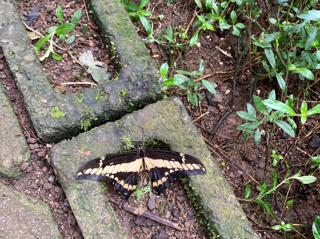 Butterfly Garden at Selvatura Park景点图片