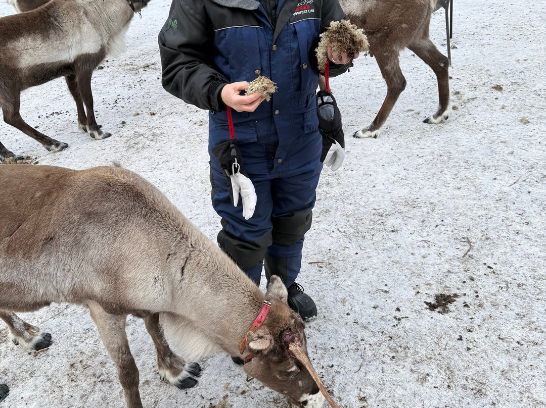 Nutti Sámi Siida景点图片