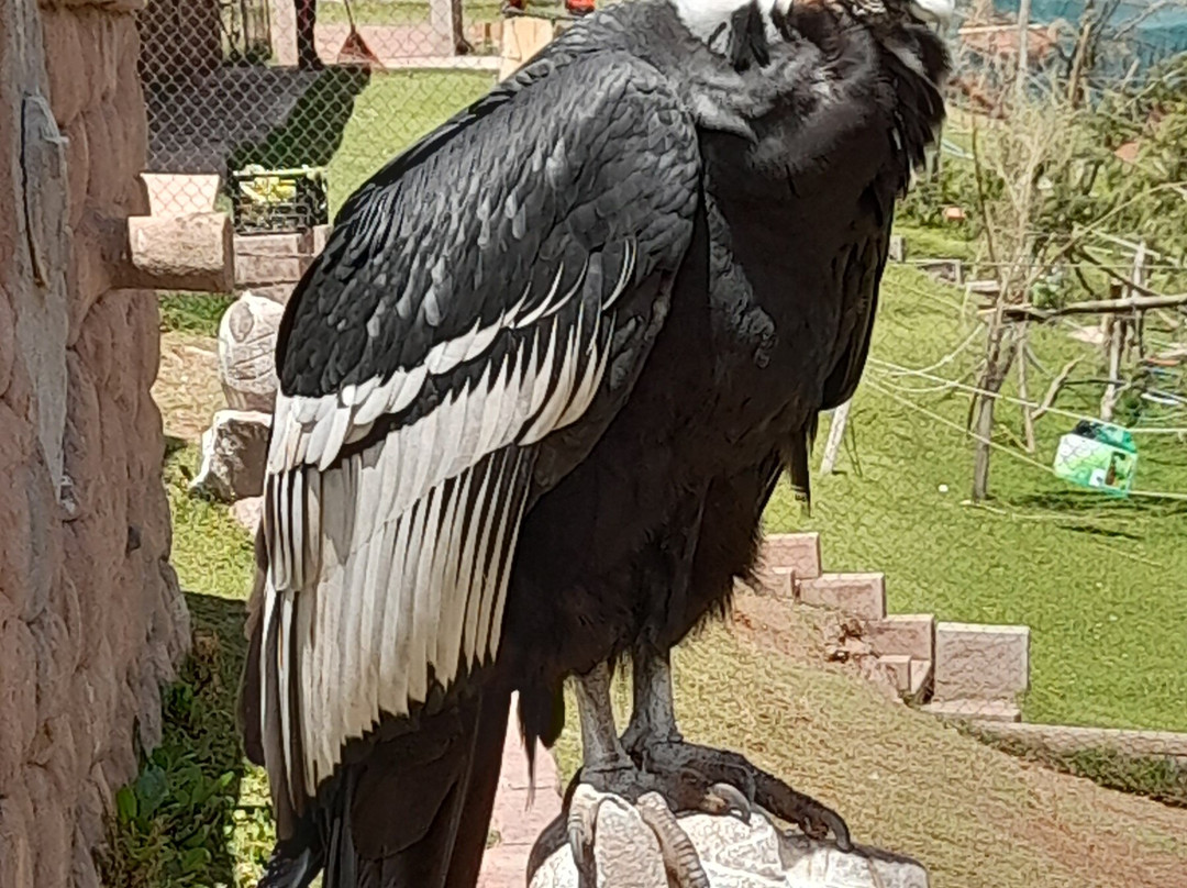 Cochahuasi Animal Sanctuary-库斯科必去景点