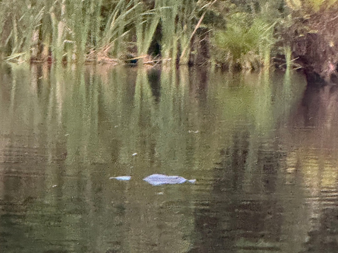 Paddle with the Platypus-Forrest必去景点