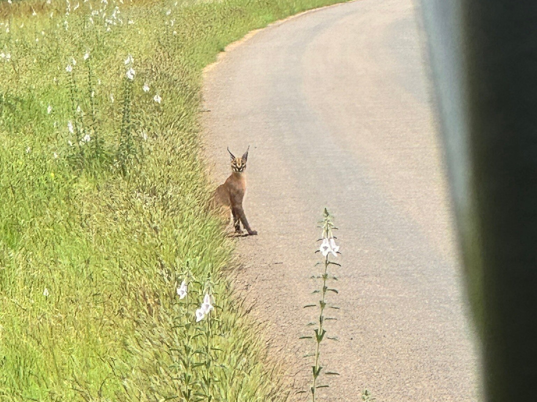 Kedibone Safaris-伐拉博瓦必去景点