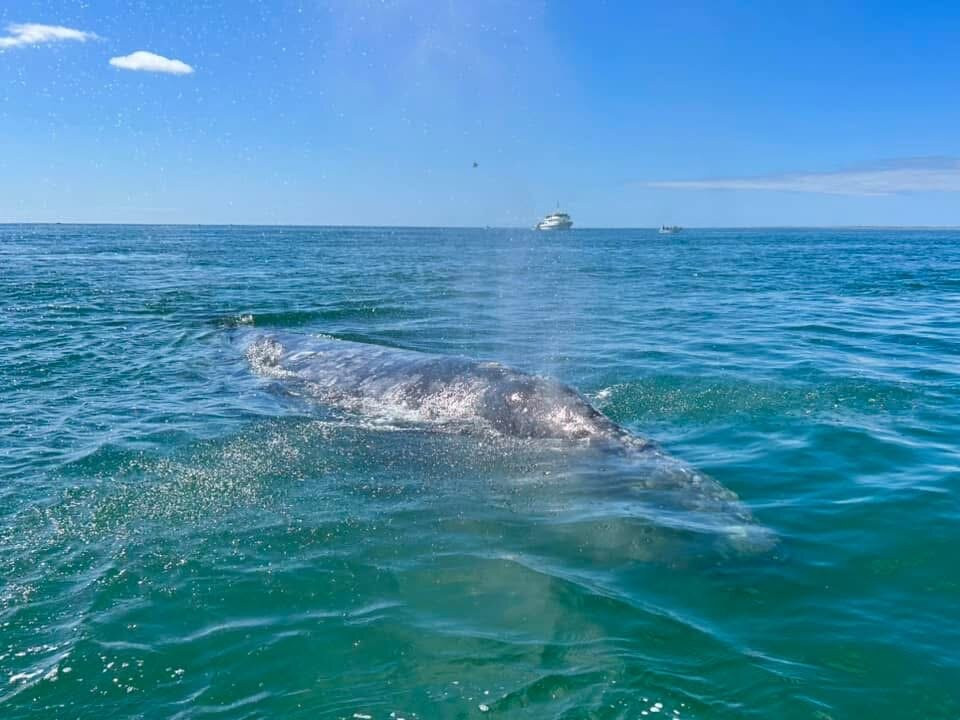 Baja Ecotours-San Ignacio必去景点