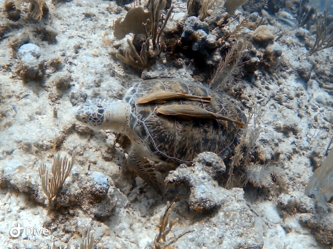 Akumal Dive Center-艾库玛尔必去景点