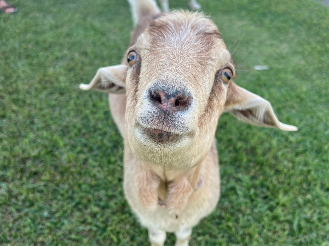 Alkoomi Adventure Farm-Marmor必去景点